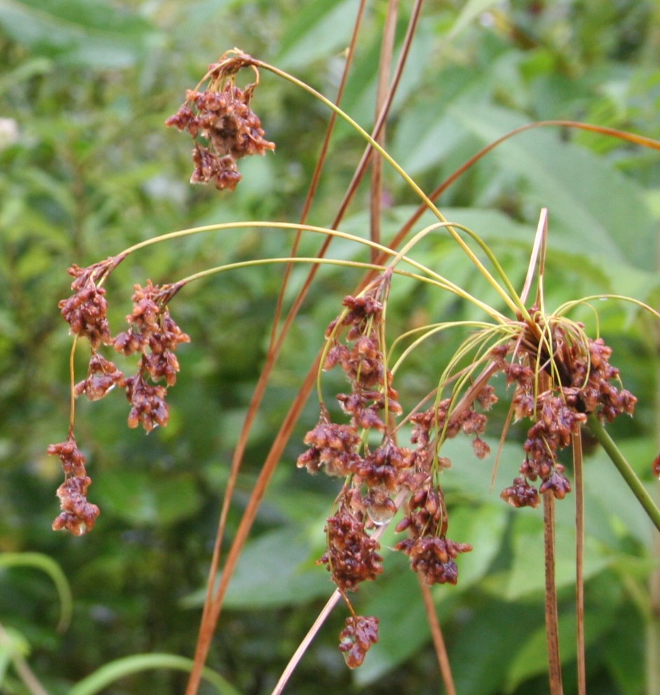 Wool Grass - Scirpus cyperinus