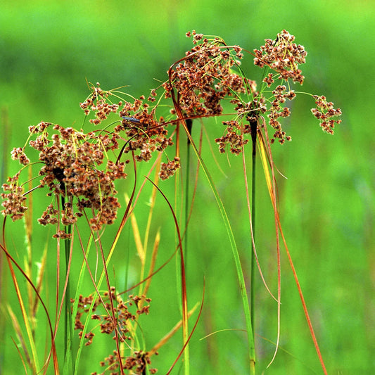 Wool Grass - Scirpus cyperinus