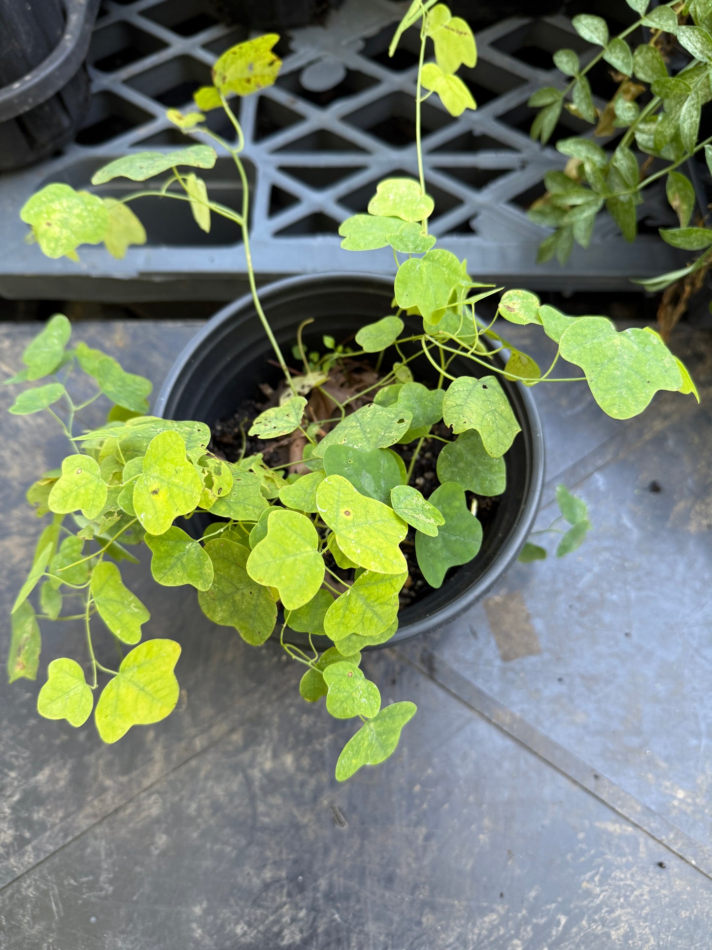 Yellow Passionvine - Passiflora lutea