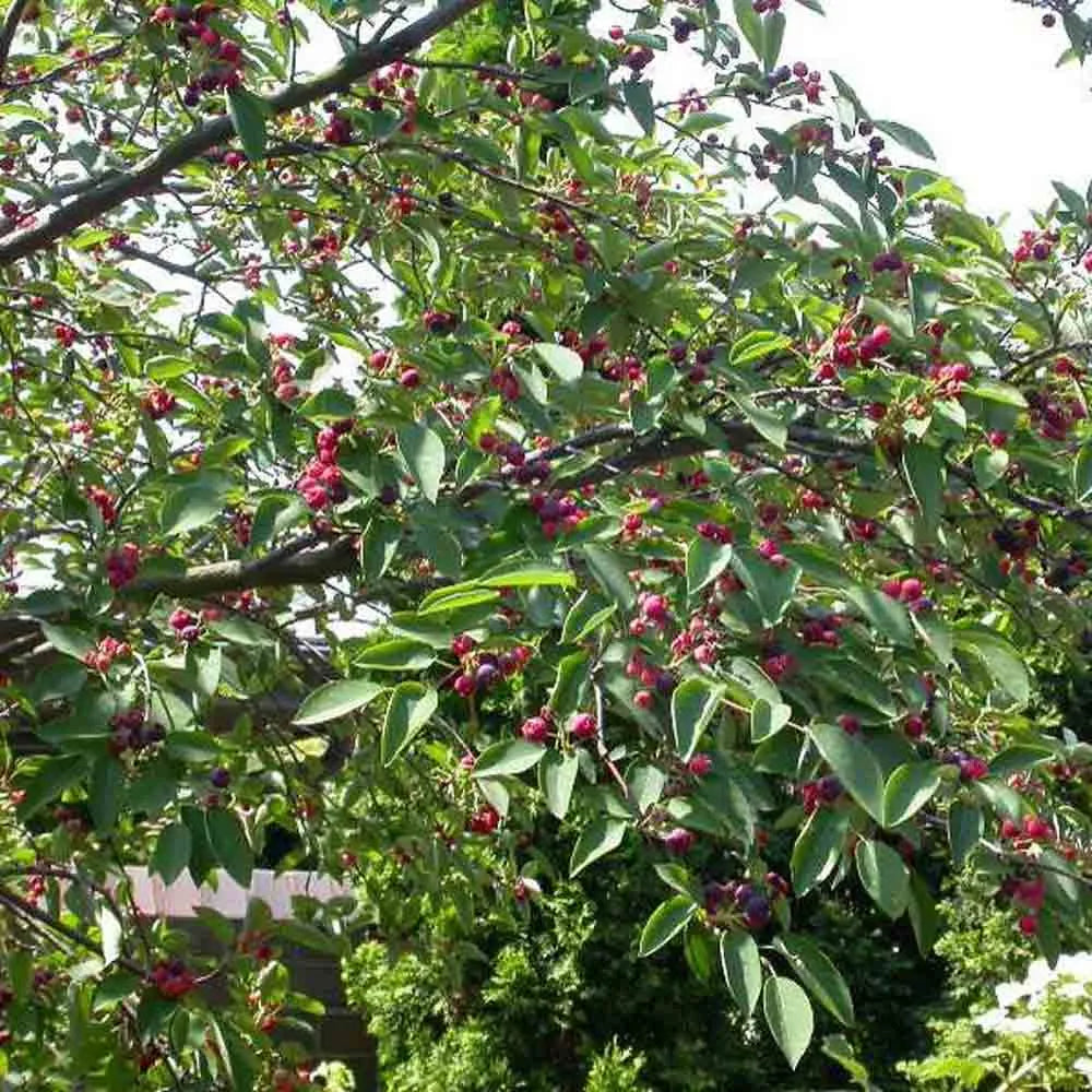 Smooth / Allegheny Serviceberry - Amelanchier laevis