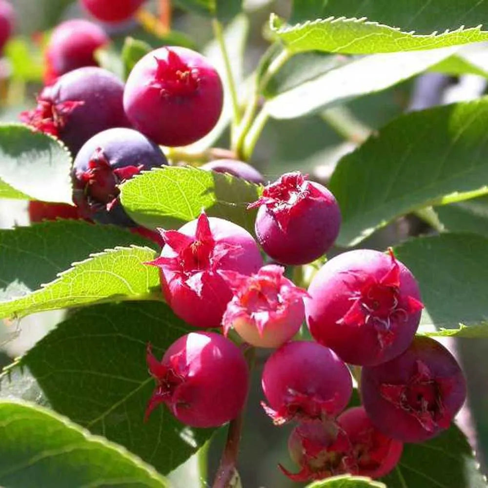 Smooth / Allegheny Serviceberry - Amelanchier laevis