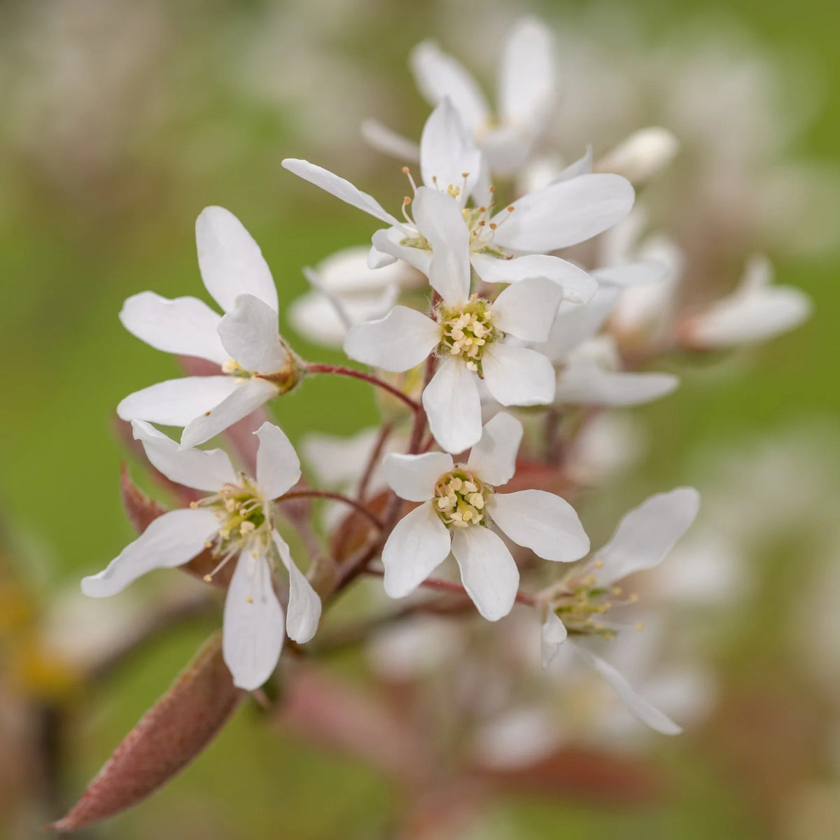 Smooth / Allegheny Serviceberry - Amelanchier laevis