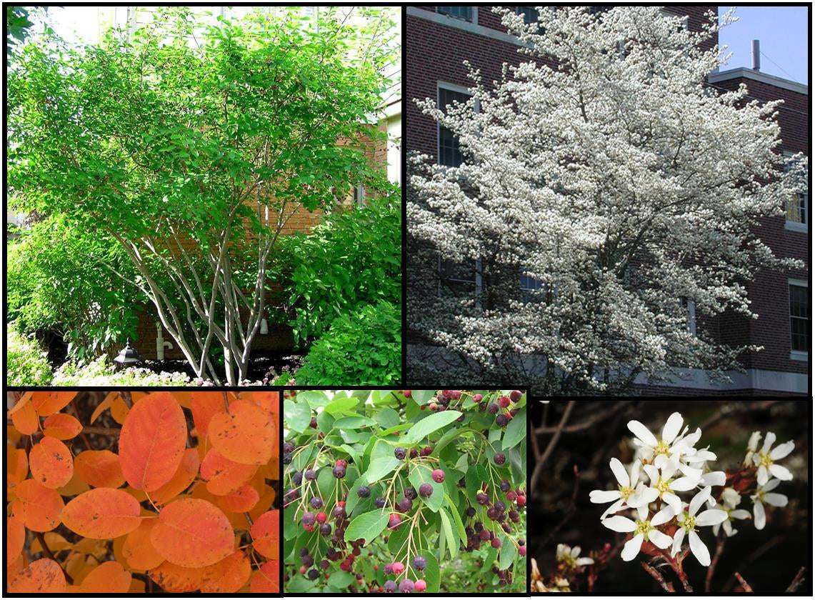 Smooth / Allegheny Serviceberry - Amelanchier laevis