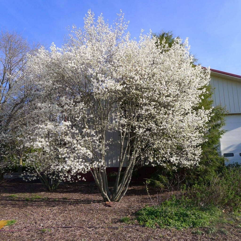 Smooth / Allegheny Serviceberry - Amelanchier laevis