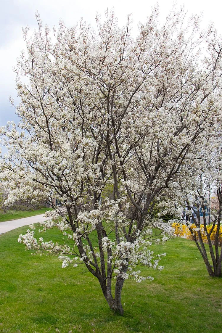 Smooth / Allegheny Serviceberry - Amelanchier laevis