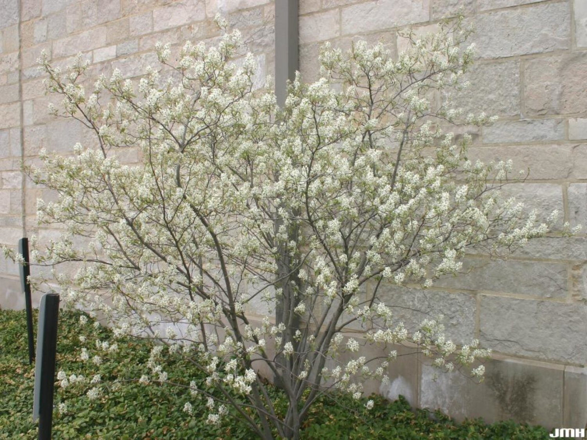 Smooth / Allegheny Serviceberry - Amelanchier laevis