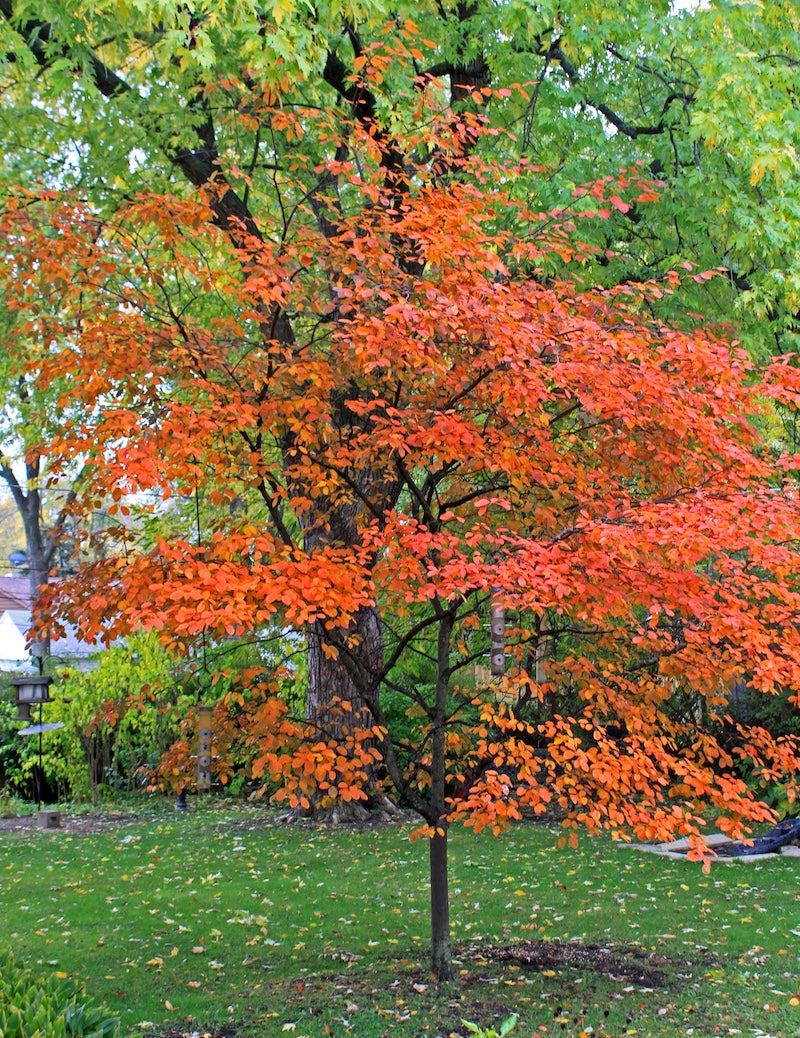Smooth / Allegheny Serviceberry - Amelanchier laevis
