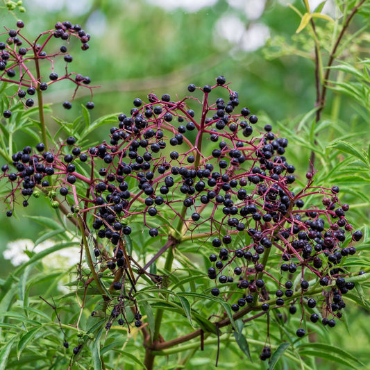 Elderberry - Sambucus canadensis