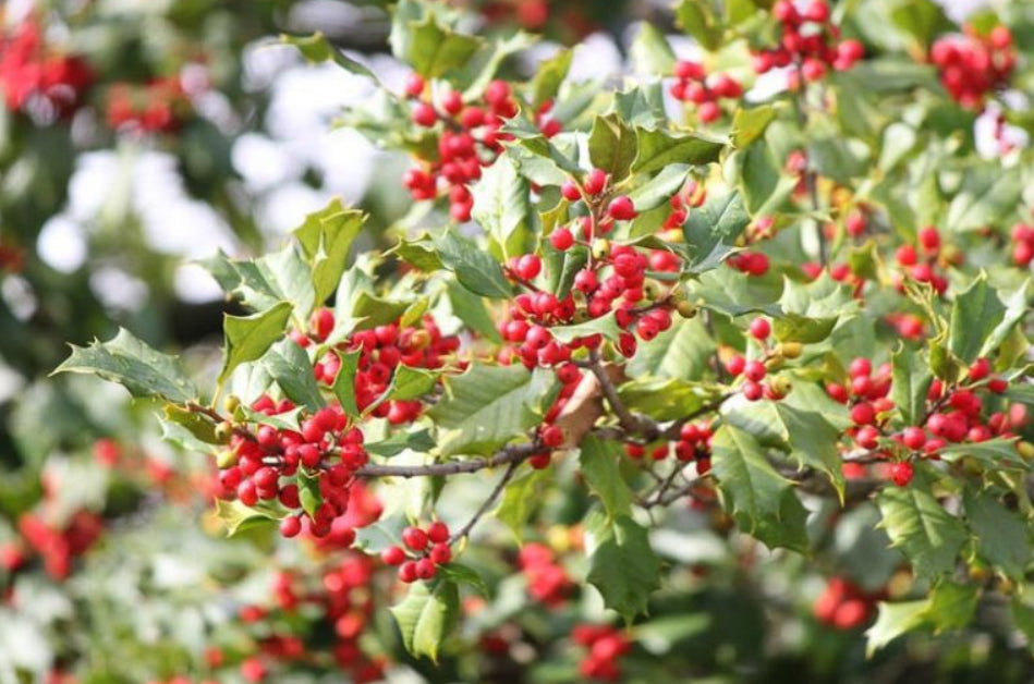 American Holly - Ilex opaca