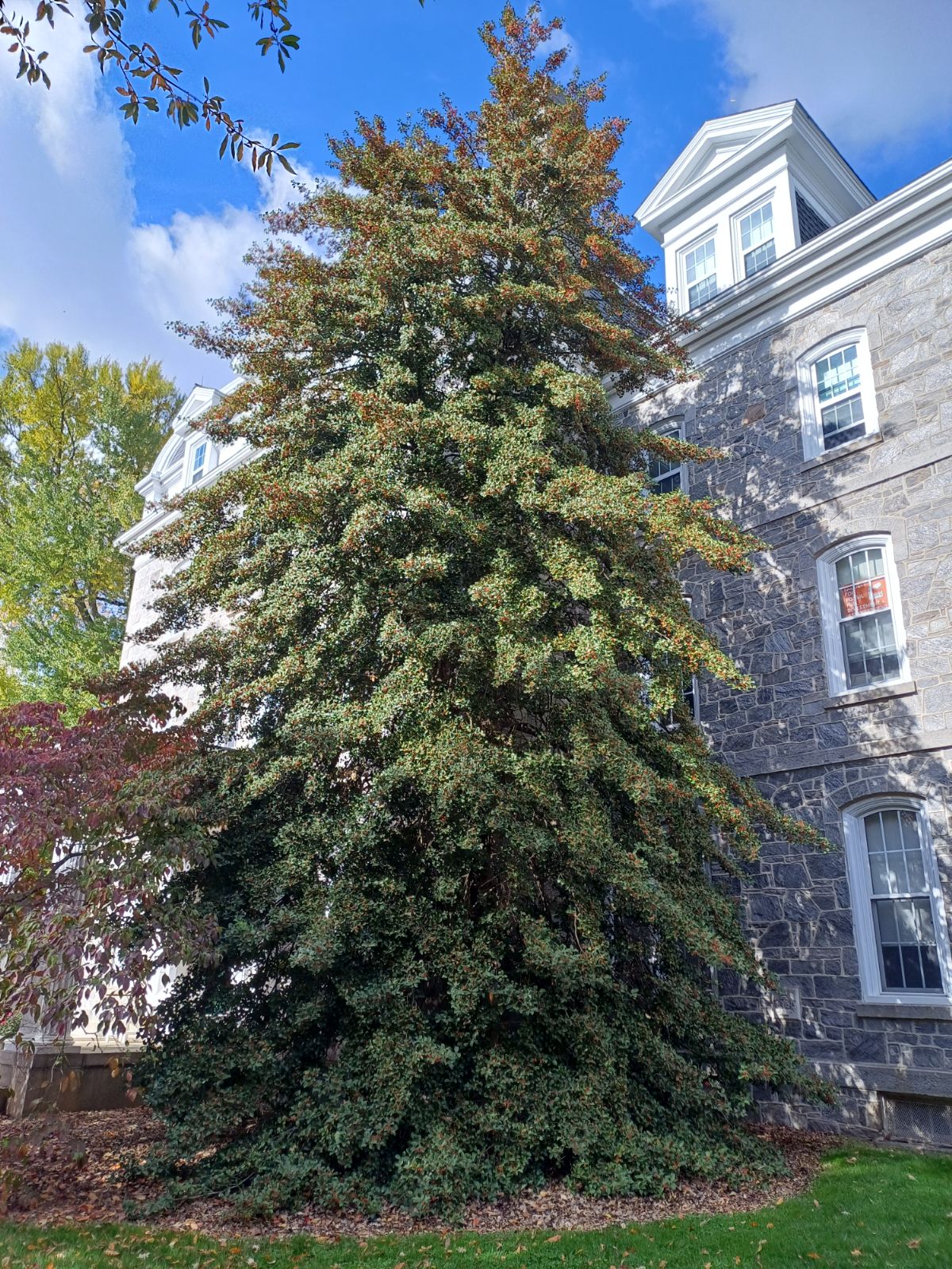 American Holly - Ilex opaca
