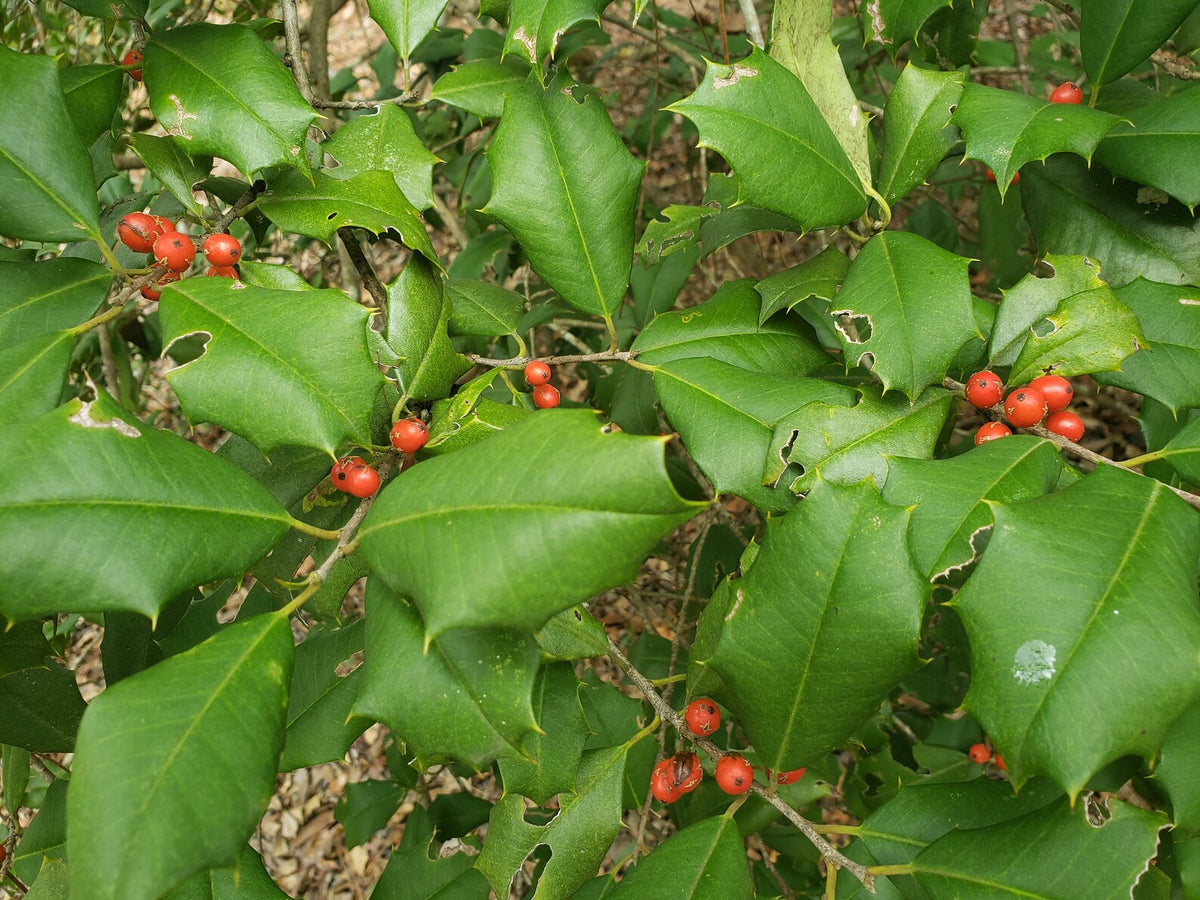American Holly - Ilex opaca