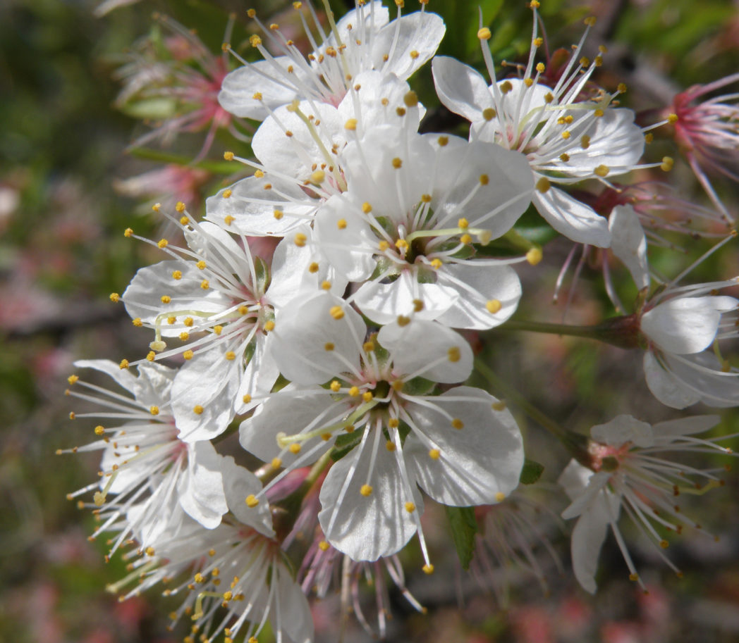 American Plum - Prunus Americana