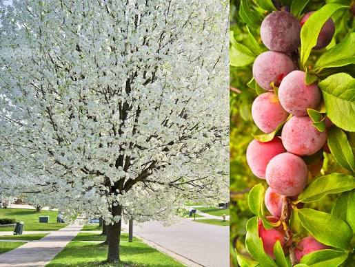 American Plum - Prunus Americana