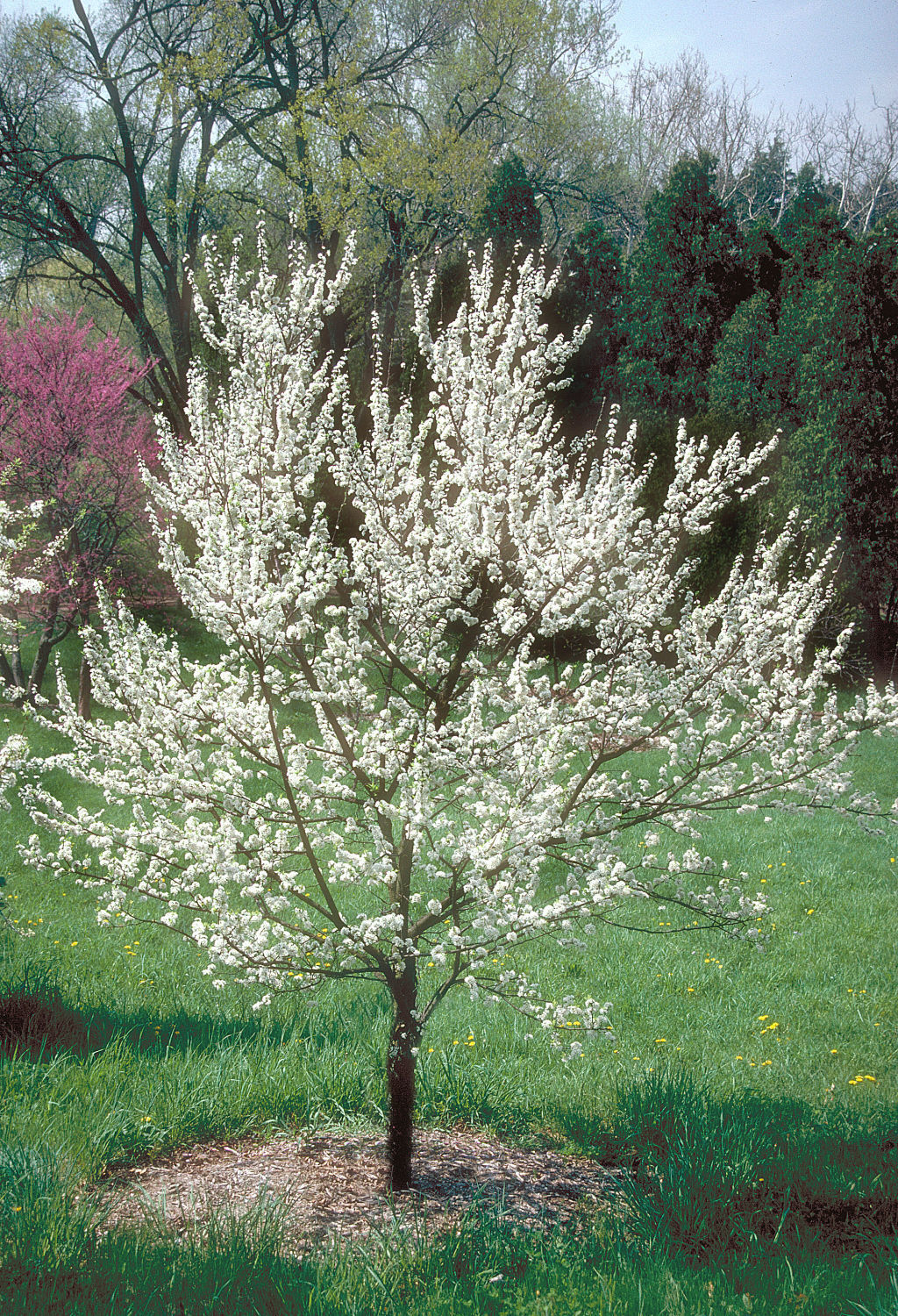 American Plum - Prunus Americana