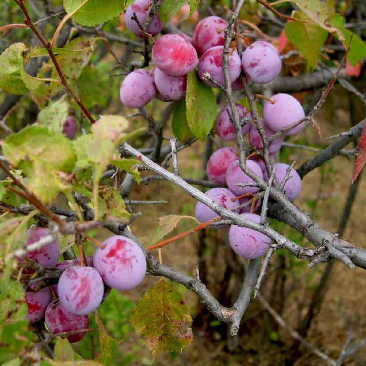 American Plum - Prunus Americana