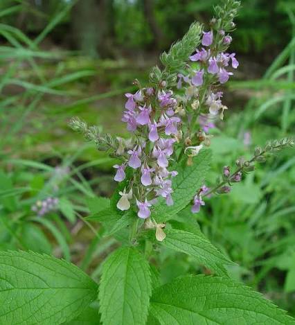 American Germander - Teucrium canadense
