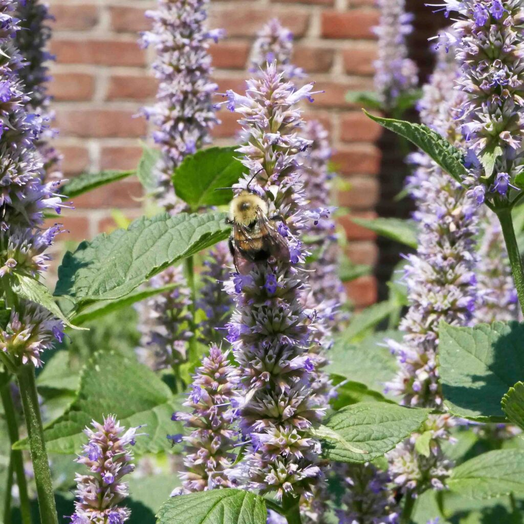 Anise Hyssop - Agastache foeniculum