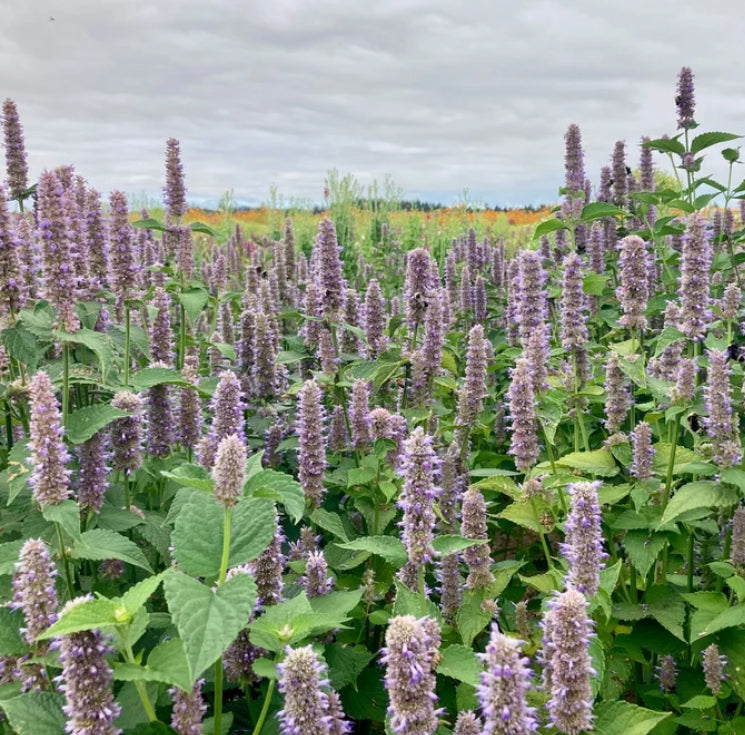 Anise Hyssop - Agastache foeniculum
