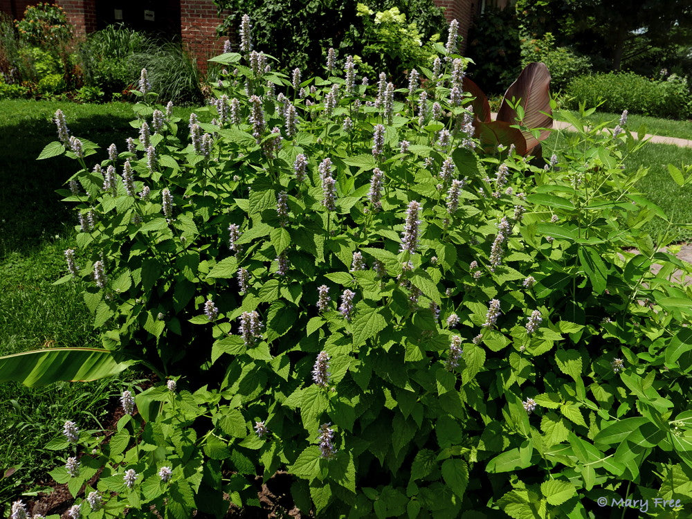 Anise Hyssop - Agastache foeniculum