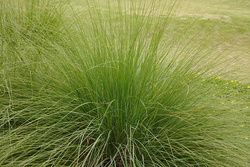 Rough Dropseed - Sporobolus clandestinus