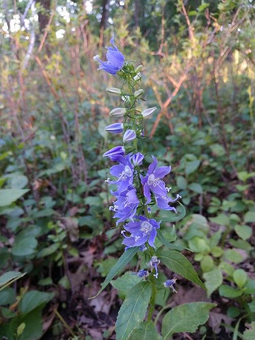 American Bellflower - Campanula americana