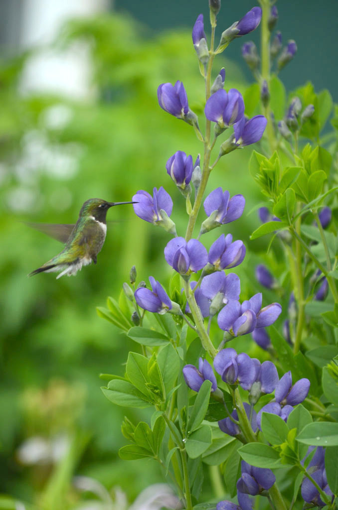 Blue False Indigo - Baptisia australis