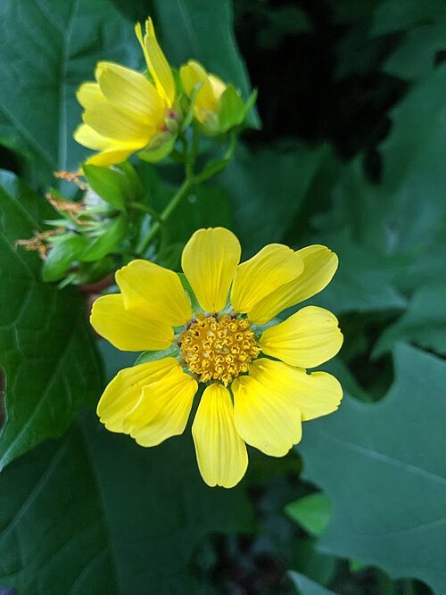 Bear's Foot - Polymnia uvedalia