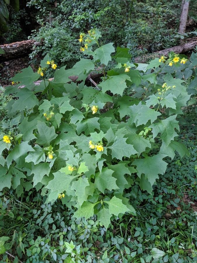 Bear's Foot - Polymnia uvedalia