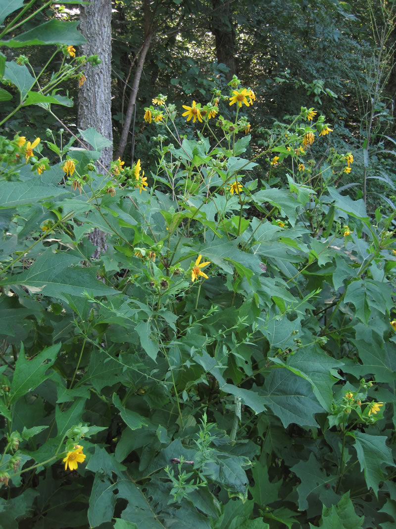 Bear's Foot - Polymnia uvedalia