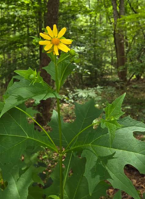 Bear's Foot - Polymnia uvedalia