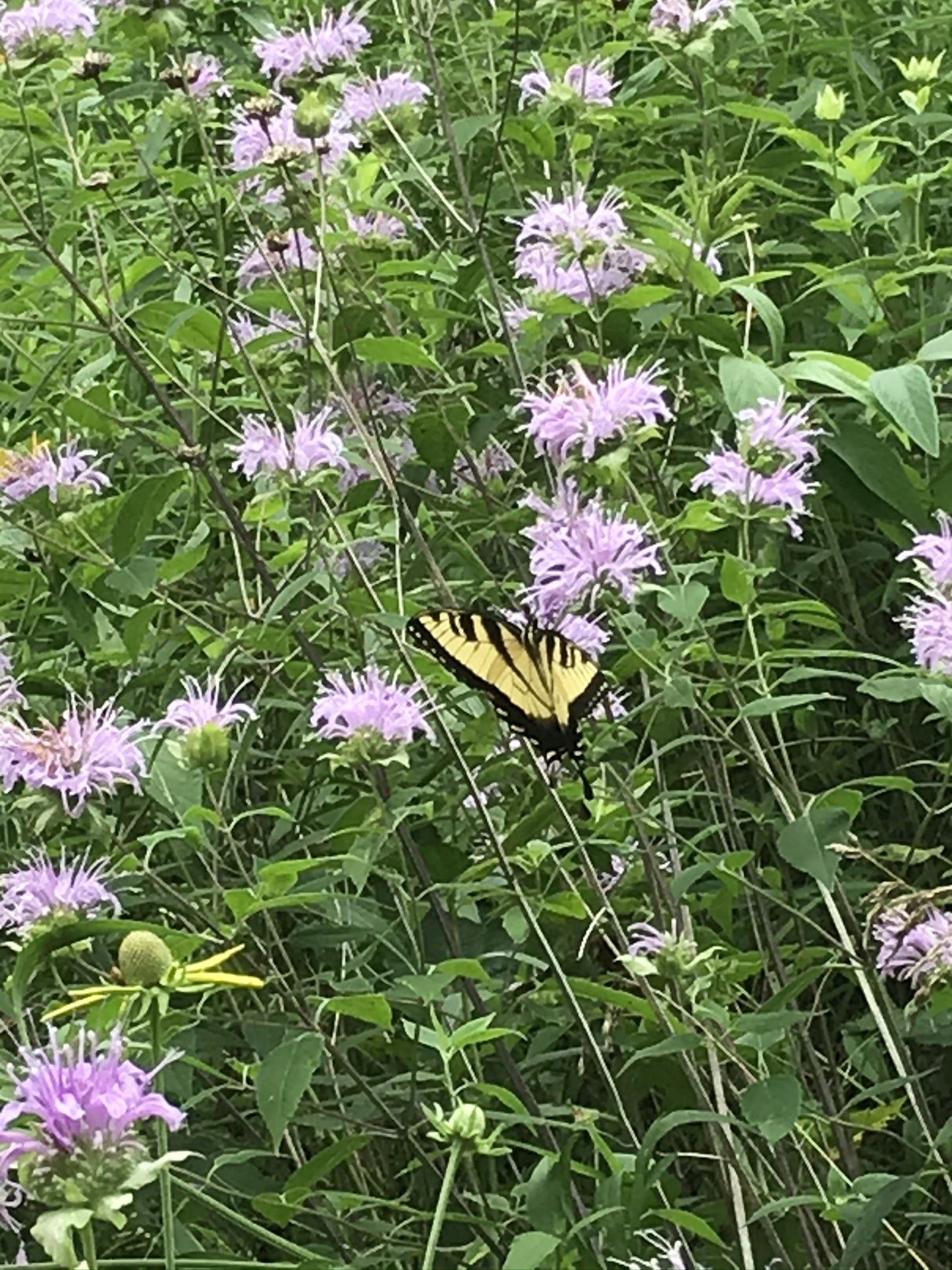 Bee Balm - Monarda fistulosa
