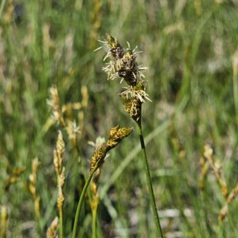 Bicknell’s/Prairie/Copper-Shouldered Oval Sedge - Carex bicknellii