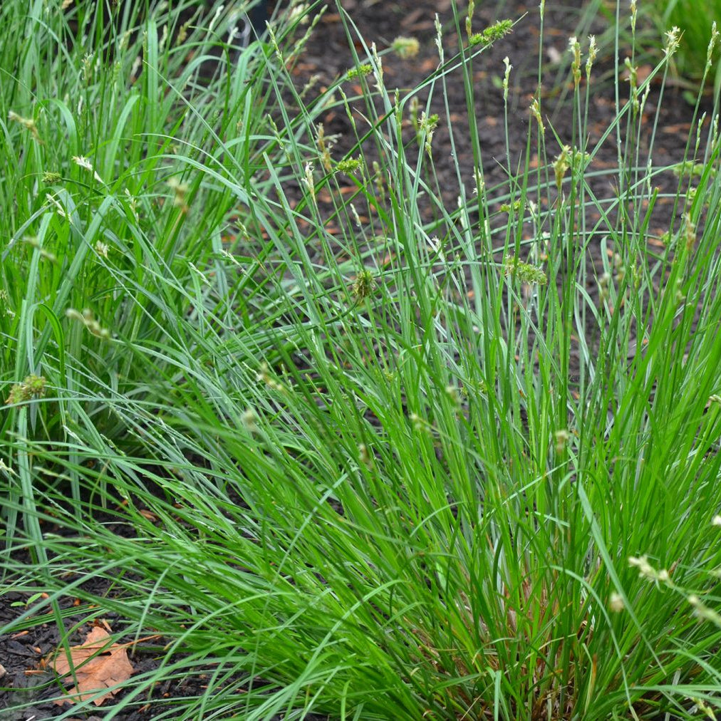 Bicknell’s/Prairie/Copper-Shouldered Oval Sedge - Carex bicknellii