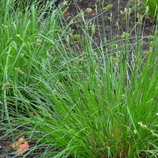 Bicknell’s/Prairie/Copper-Shouldered Oval Sedge - Carex bicknellii