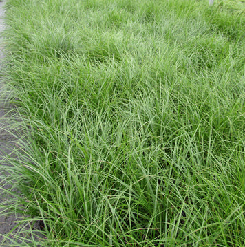 Bicknell’s/Prairie/Copper-Shouldered Oval Sedge - Carex bicknellii