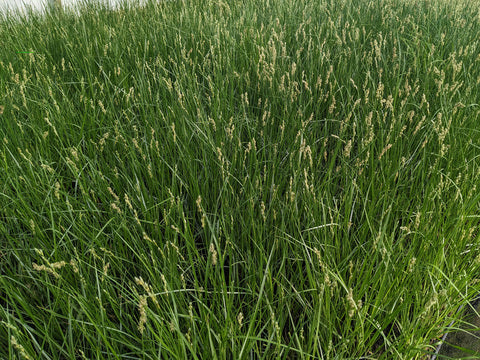 Bicknell’s/Prairie/Copper-Shouldered Oval Sedge - Carex bicknellii