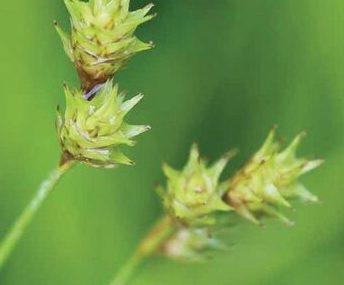 Bicknell’s/Prairie/Copper-Shouldered Oval Sedge - Carex bicknellii