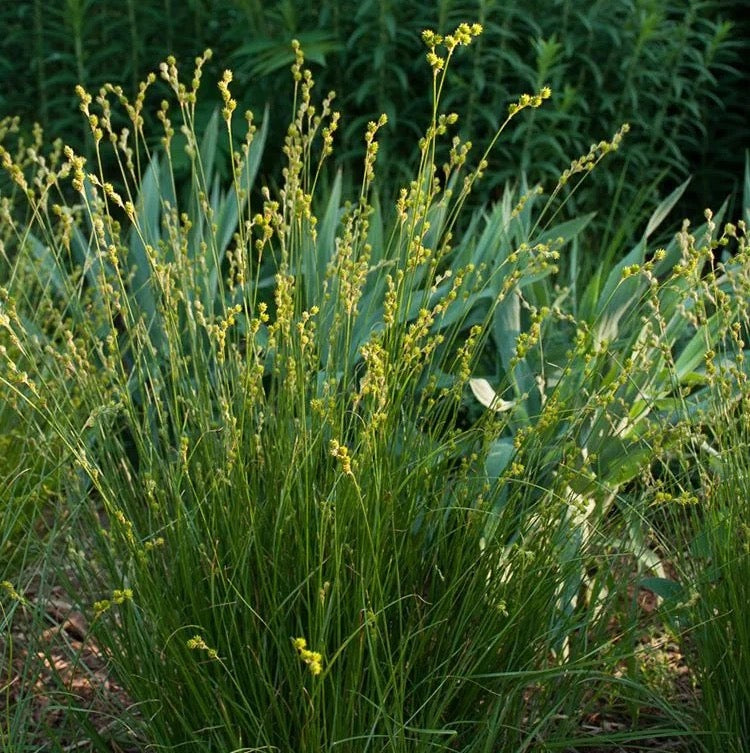 Bicknell’s/Prairie/Copper-Shouldered Oval Sedge - Carex bicknellii