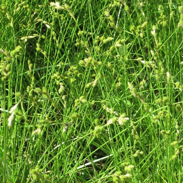 Bicknell’s/Prairie/Copper-Shouldered Oval Sedge - Carex bicknellii