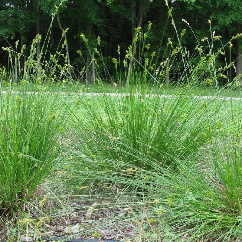 Bicknell’s/Prairie/Copper-Shouldered Oval Sedge - Carex bicknellii