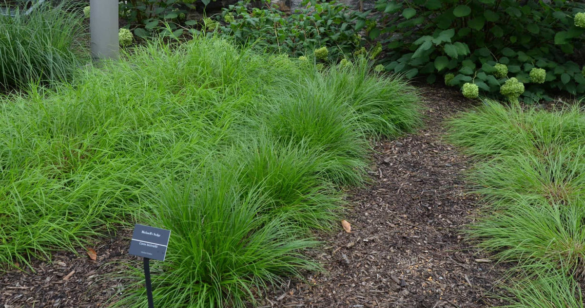 Bicknell’s/Prairie/Copper-Shouldered Oval Sedge - Carex bicknellii