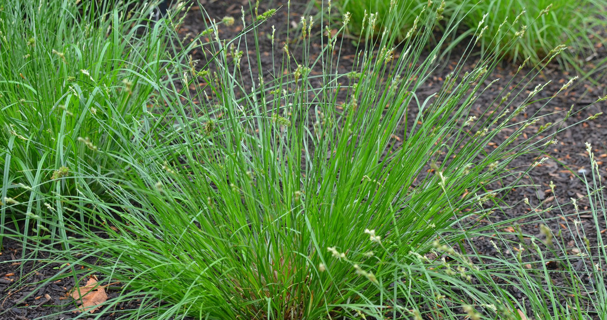 Bicknell’s/Prairie/Copper-Shouldered Oval Sedge - Carex bicknellii