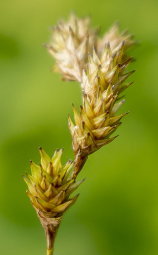 Bicknell’s/Prairie/Copper-Shouldered Oval Sedge - Carex bicknellii