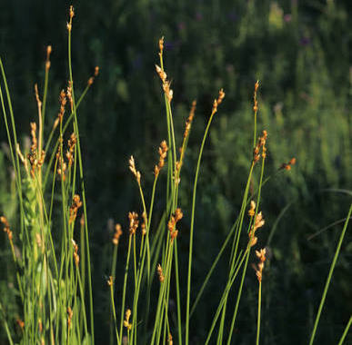 Bicknell’s/Prairie/Copper-Shouldered Oval Sedge - Carex bicknellii