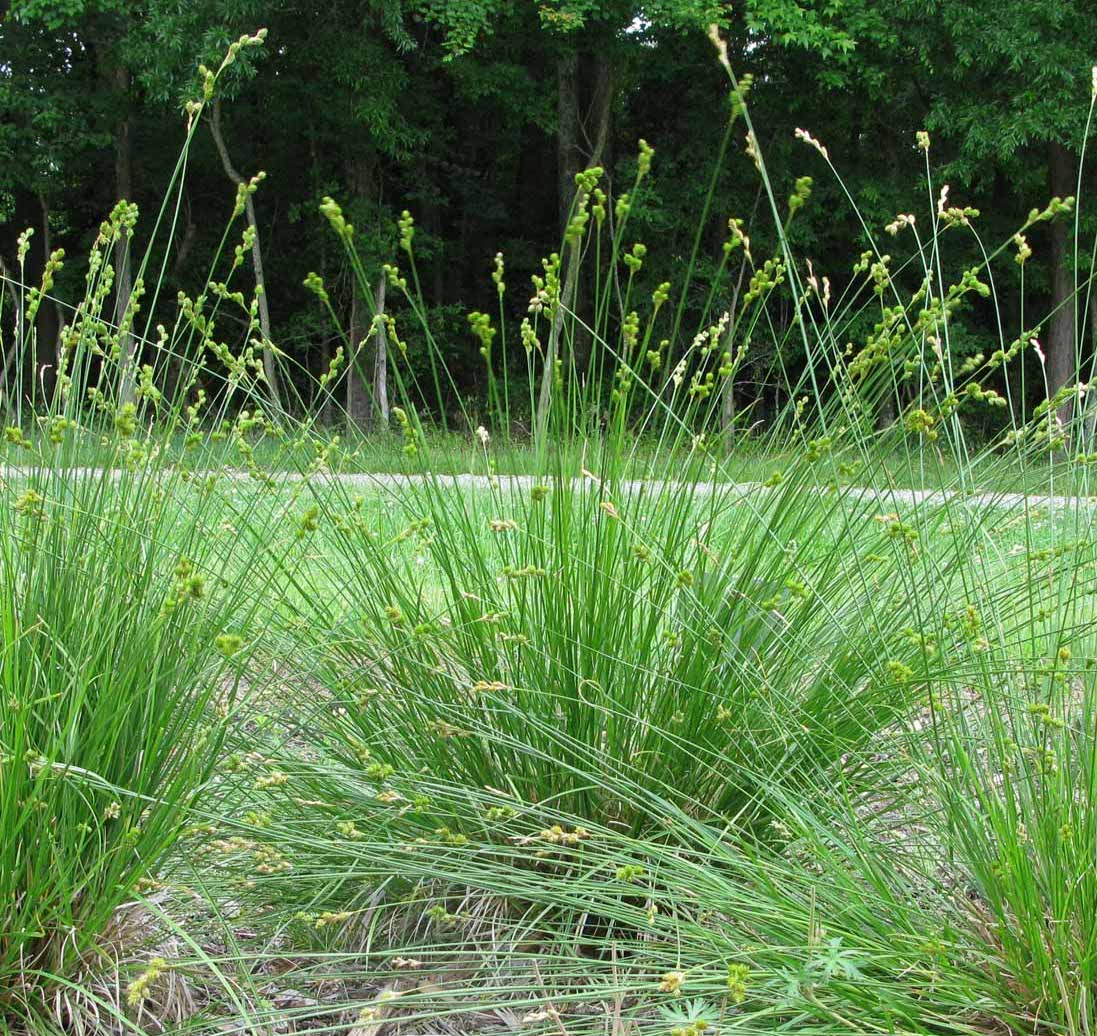 Bicknell’s/Prairie/Copper-Shouldered Oval Sedge - Carex bicknellii