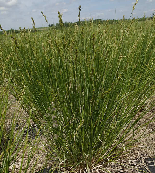 Bicknell’s/Prairie/Copper-Shouldered Oval Sedge - Carex bicknellii