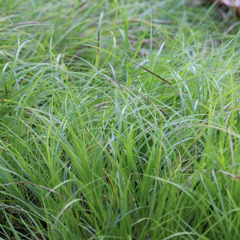 Bicknell’s/Prairie/Copper-Shouldered Oval Sedge - Carex bicknellii