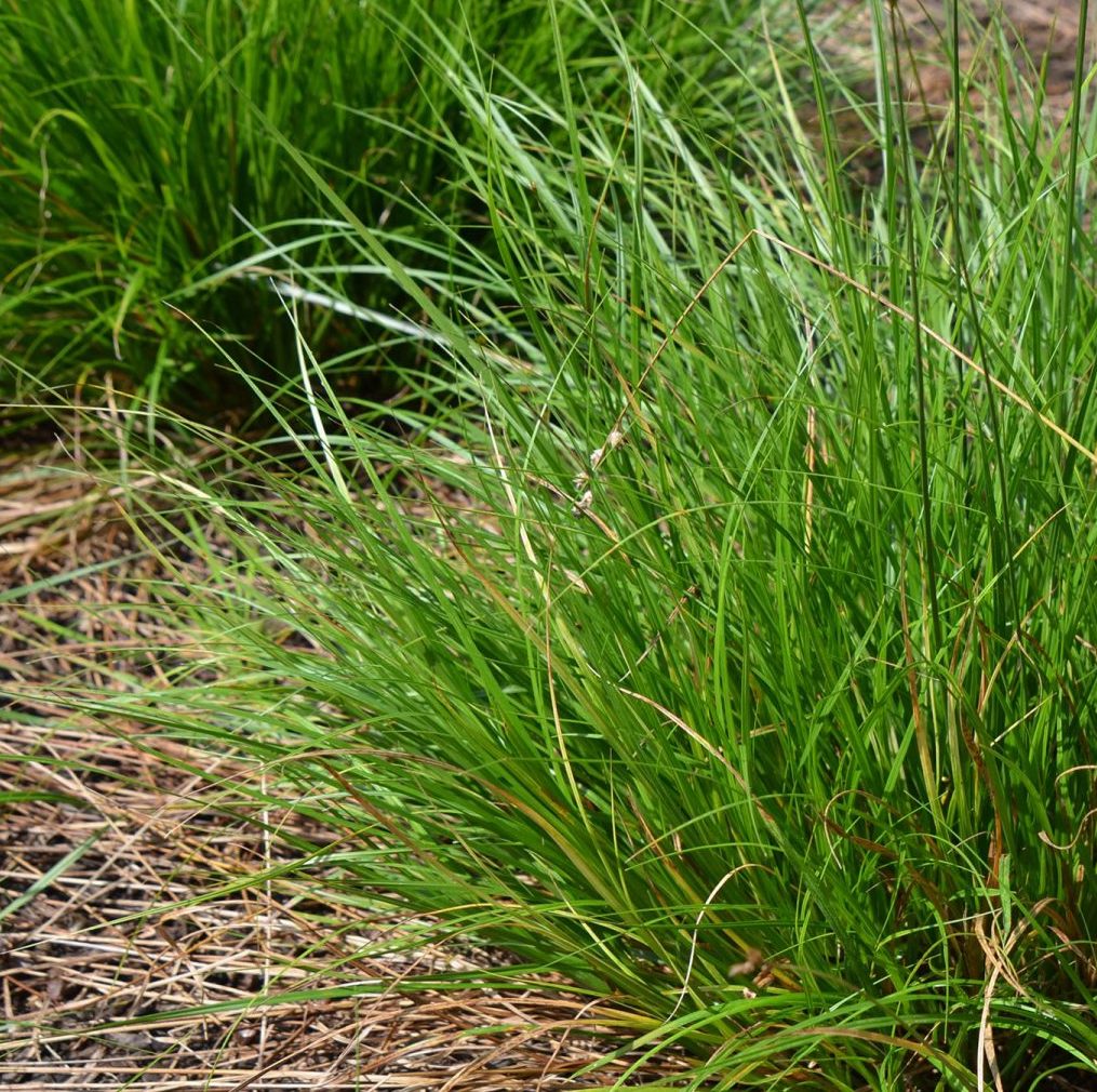 Bicknell’s/Prairie/Copper-Shouldered Oval Sedge - Carex bicknellii