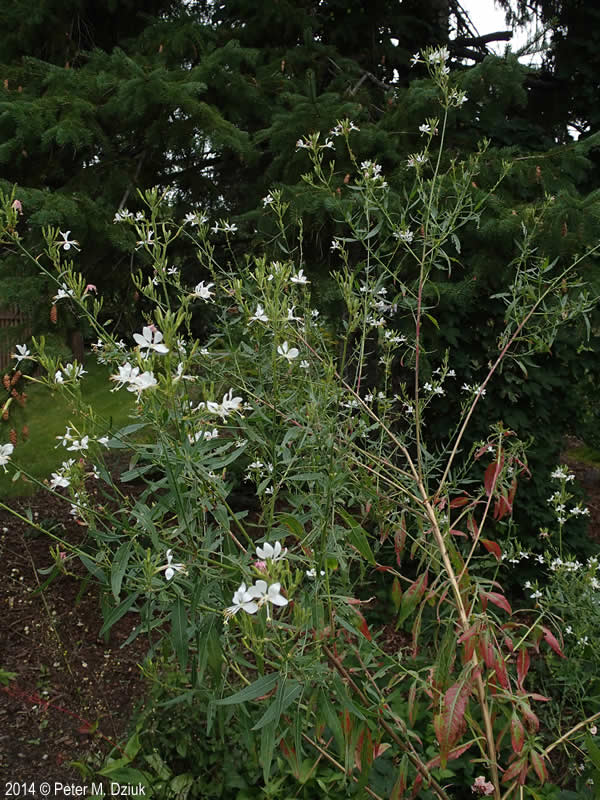 Biennial Gaura / BeeBlossom - Oenothera gaura