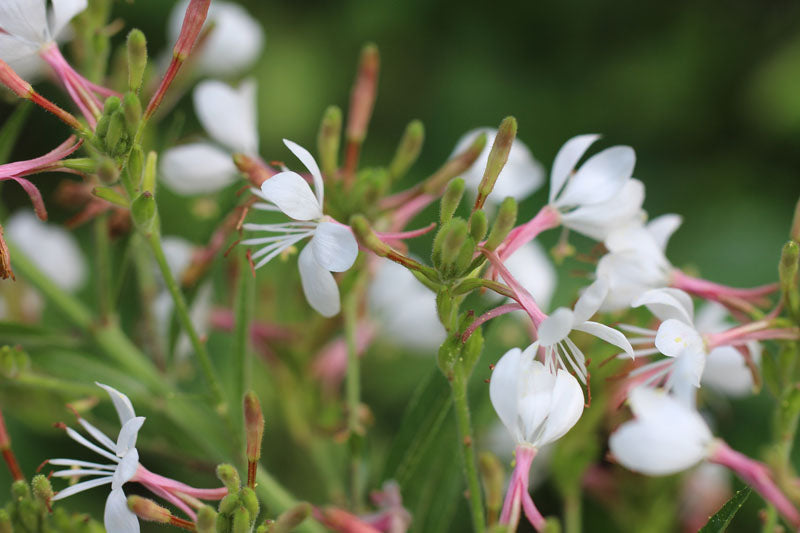 Biennial Gaura / BeeBlossom - Oenothera gaura